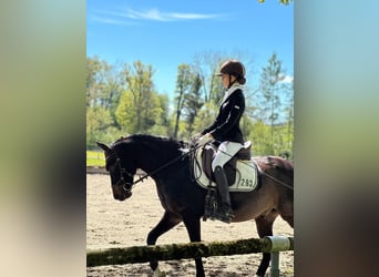 Poni alemán, Caballo castrado, 11 años, 145 cm, Morcillo
