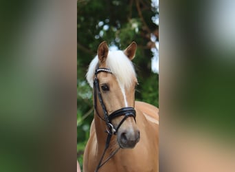 Poni alemán, Caballo castrado, 11 años, 145 cm, Palomino