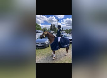 Poni alemán, Caballo castrado, 11 años, 146 cm, Alazán