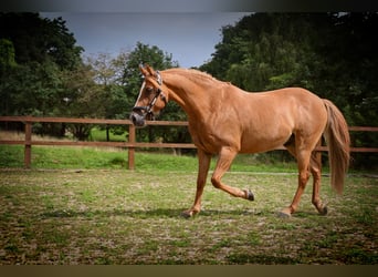 Poni alemán, Caballo castrado, 11 años, 146 cm, Alazán