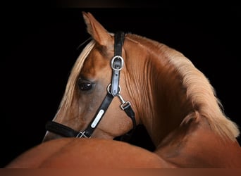 Poni alemán, Caballo castrado, 11 años, 146 cm, Alazán