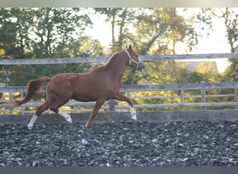 Poni alemán, Caballo castrado, 11 años, 147 cm, Alazán