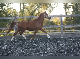 Poni alemán, Caballo castrado, 11 años, 147 cm, Alazán