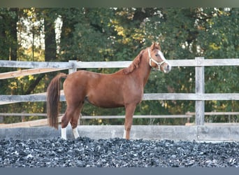 Poni alemán, Caballo castrado, 11 años, 147 cm, Alazán