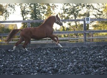 Poni alemán, Caballo castrado, 11 años, 147 cm, Alazán