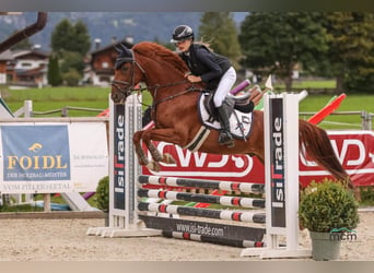 Poni alemán, Caballo castrado, 11 años, 147 cm, Alazán-tostado