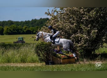 Poni alemán, Caballo castrado, 11 años, 147 cm, Tordo