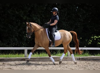 Poni alemán, Caballo castrado, 11 años, 148 cm, Alazán