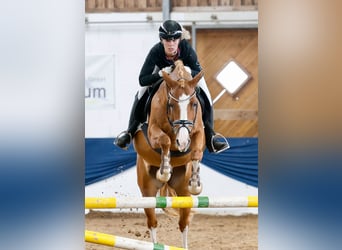 Poni alemán, Caballo castrado, 11 años, 148 cm, Alazán