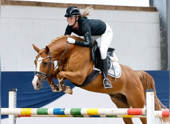 Poni alemán, Caballo castrado, 11 años, 148 cm, Alazán