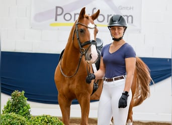Poni alemán, Caballo castrado, 11 años, 148 cm, Alazán