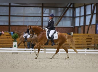 Poni alemán, Caballo castrado, 11 años, 148 cm, Alazán