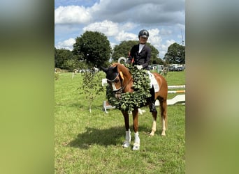 Poni alemán, Caballo castrado, 11 años, 148 cm, Alazán