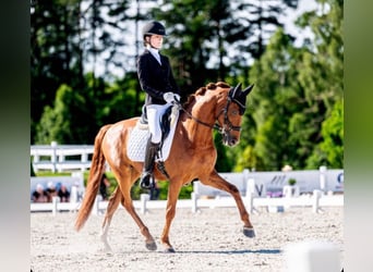 Poni alemán, Caballo castrado, 11 años, 148 cm, Alazán