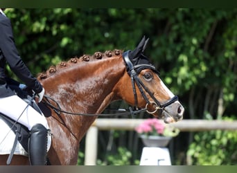 Poni alemán, Caballo castrado, 11 años, 148 cm, Alazán-tostado