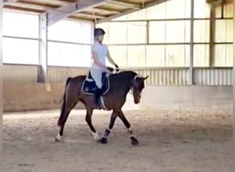 Poni alemán, Caballo castrado, 11 años, 148 cm, Castaño