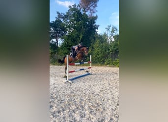 Poni alemán, Caballo castrado, 11 años, 148 cm, Castaño