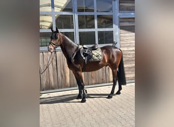 Poni alemán, Caballo castrado, 11 años, 148 cm, Castaño oscuro