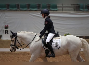 Poni alemán, Caballo castrado, 11 años, 148 cm, Palomino