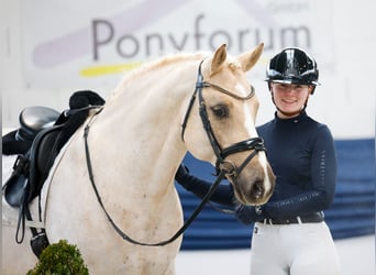 Poni alemán, Caballo castrado, 11 años, 148 cm, Palomino