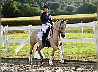 Poni alemán, Caballo castrado, 11 años, 148 cm, Palomino