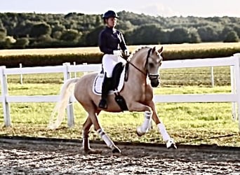 Poni alemán, Caballo castrado, 11 años, 148 cm, Palomino