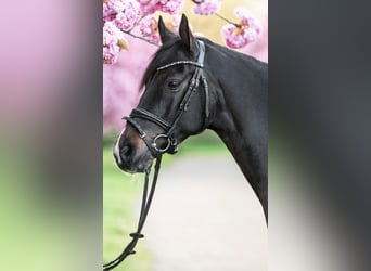 Poni alemán, Caballo castrado, 11 años, 149 cm, Negro