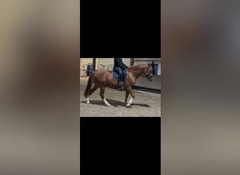 Poni alemán, Caballo castrado, 11 años, 150 cm, Alazán