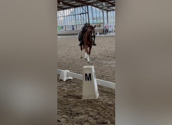 Poni alemán, Caballo castrado, 11 años, 150 cm, Alazán