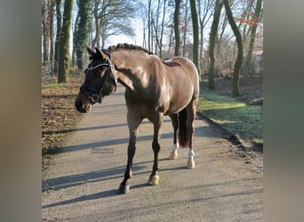 Poni alemán, Caballo castrado, 11 años, 151 cm, Castaño