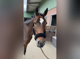 Poni alemán, Caballo castrado, 11 años, 153 cm, Castaño