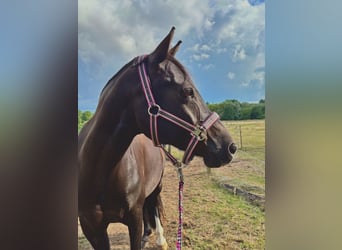 Poni alemán, Caballo castrado, 11 años, 153 cm, Morcillo