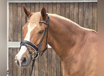 Poni alemán, Caballo castrado, 11 años, 154 cm, Alazán