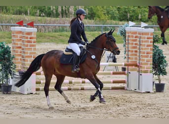 Poni alemán, Caballo castrado, 11 años, 154 cm, Castaño