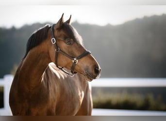 Poni alemán, Caballo castrado, 11 años, 155 cm, Castaño