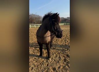 Poni alemán, Caballo castrado, 12 años, 135 cm, Negro