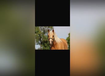 Poni alemán Mestizo, Caballo castrado, 12 años, 135 cm, Palomino