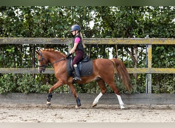 Poni alemán, Caballo castrado, 12 años, 137 cm, Alazán