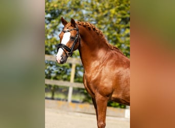 Poni alemán, Caballo castrado, 12 años, 137 cm, Alazán