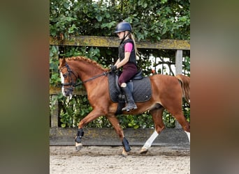 Poni alemán, Caballo castrado, 12 años, 137 cm, Alazán