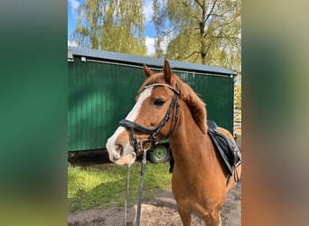 Poni alemán, Caballo castrado, 12 años, 140 cm, Alazán