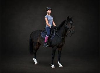 Poni alemán, Caballo castrado, 12 años, 140 cm, Morcillo