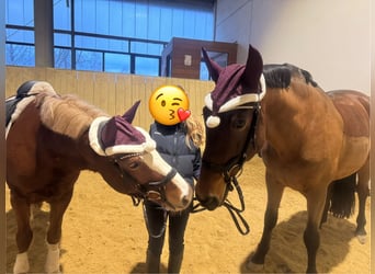 Poni alemán, Caballo castrado, 12 años, 143 cm, Alazán