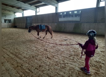 Poni alemán, Caballo castrado, 12 años, 143 cm, Alazán