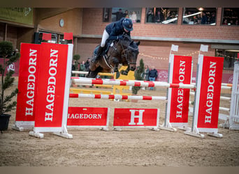 Poni alemán, Caballo castrado, 12 años, 143 cm