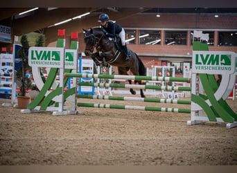 Poni alemán, Caballo castrado, 12 años, 143 cm