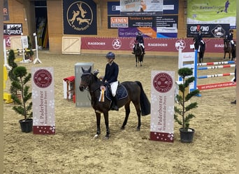 Poni alemán, Caballo castrado, 12 años, 143 cm