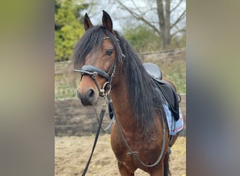 Poni alemán, Caballo castrado, 12 años, 143 cm, Castaño