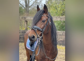 Poni alemán, Caballo castrado, 12 años, 143 cm, Castaño