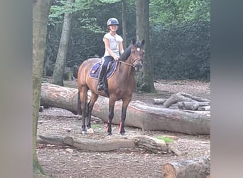 Poni alemán, Caballo castrado, 12 años, 143 cm, Castaño